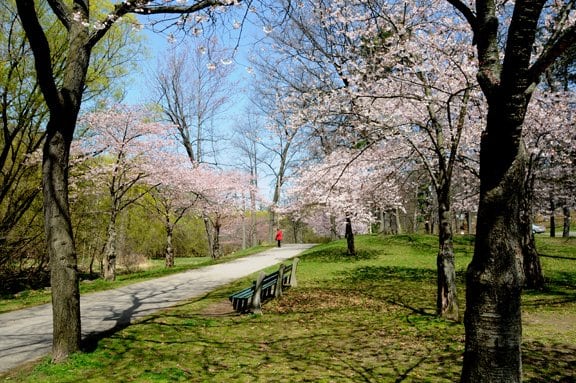 Cherry blossoms Toronto