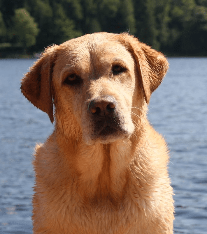 Macintosh - Yellow Lab