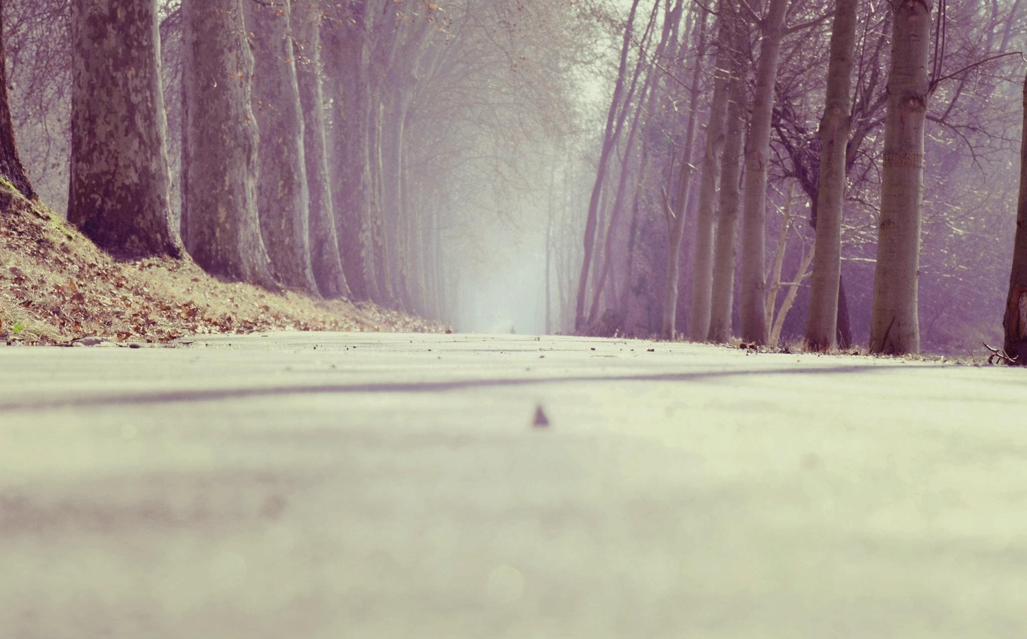 walking path between trees